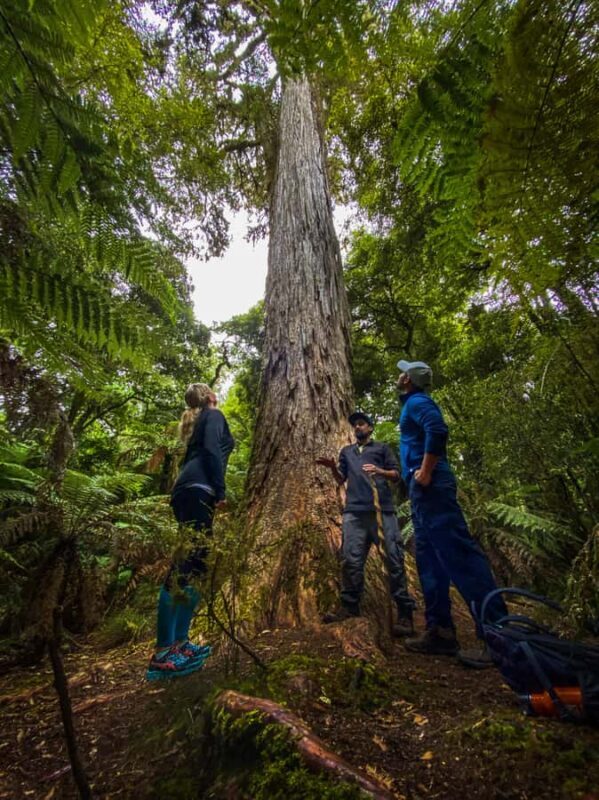 From Rotorua: Whirinaki Rainforest Guided Cultural Tour - Who Will Love This Tour?