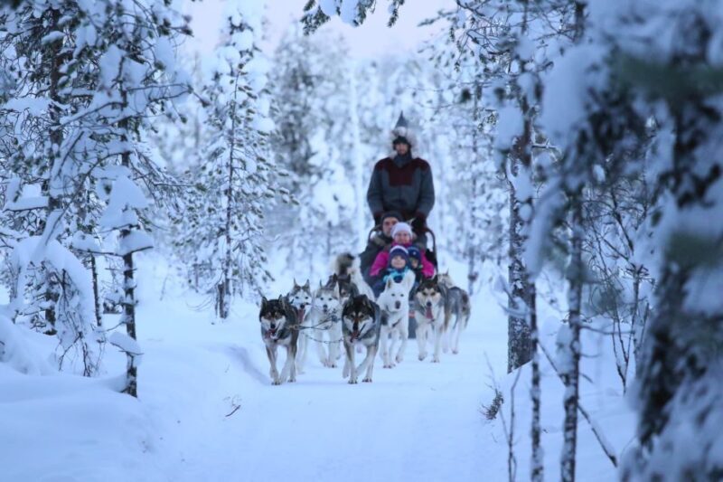 From Rovaniemi: 5km passenger Husky Sleigh Ride - Key Points