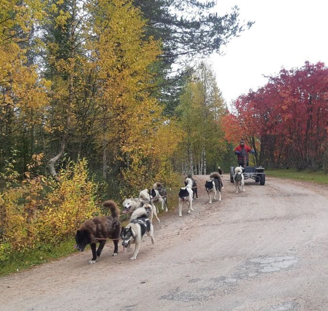 From Rovaniemi: Autumn Husky Safari Adventure - From Rovaniemi: Autumn Husky Safari Adventure – A Practical Review