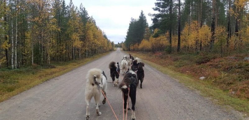 From Rovaniemi: Autumn Husky Safari Adventure - Key Points