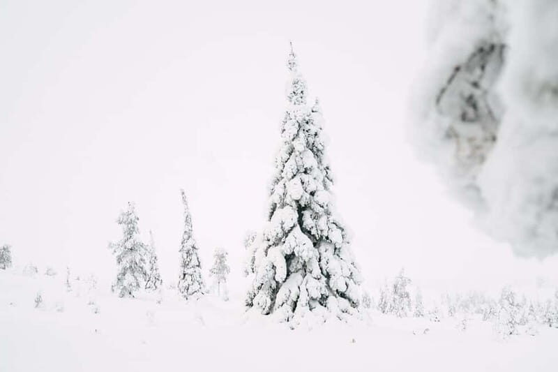 From Rovaniemi: Frozen Wonderland Riisitunturi Winter Hike - Considerations and Practical Tips