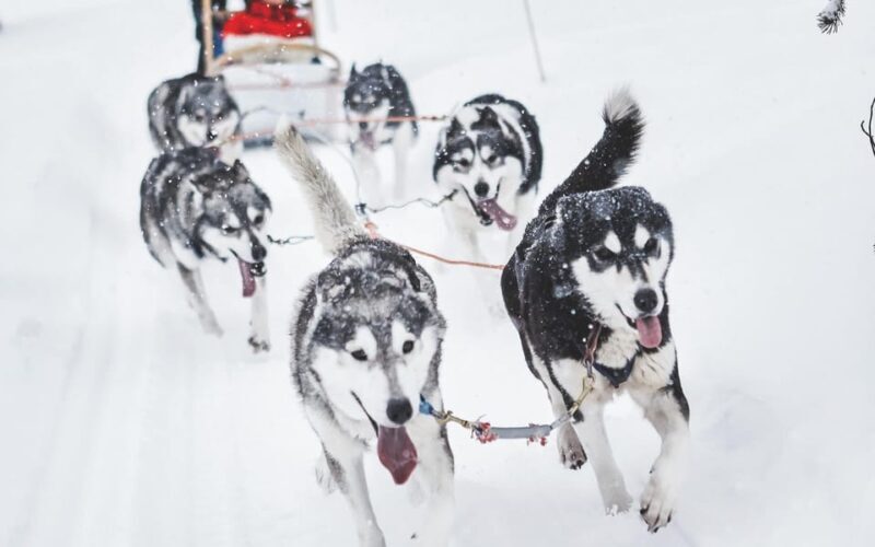 From Rovaniemi: Husky and Reindeer farm with sled ride - Key Points