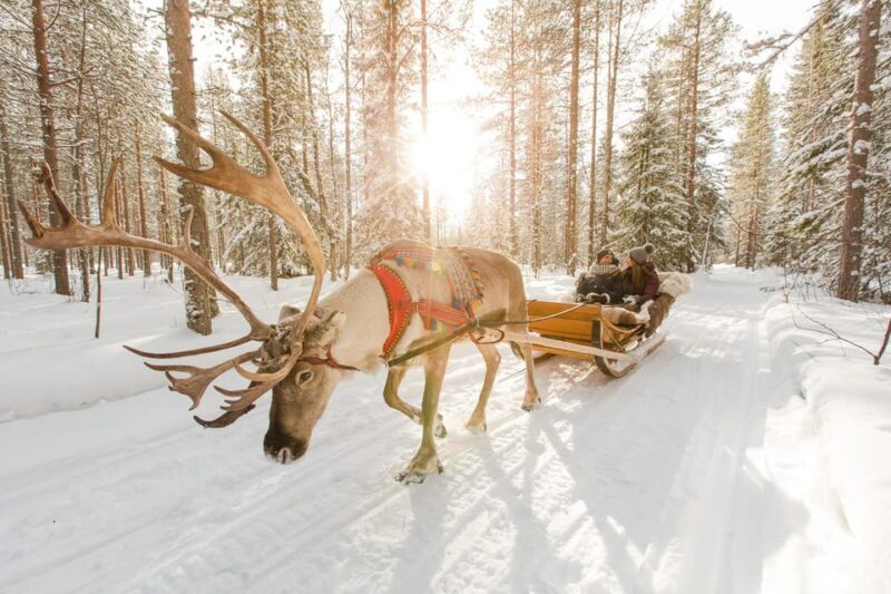 From Rovaniemi: Husky and Reindeer farm with sled ride - An In-Depth Look at the Tour