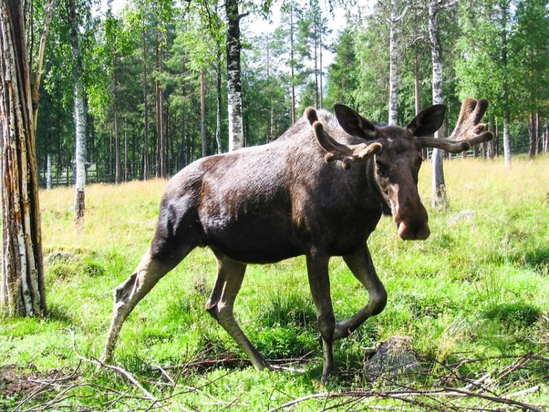 From Rovaniemi: Tour to Ranua Wildlife Park - Introduction to the Ranua Wildlife Park Tour