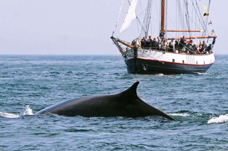 From Saint John: Saint Andrews Whale Watching Tour - Experience Overview