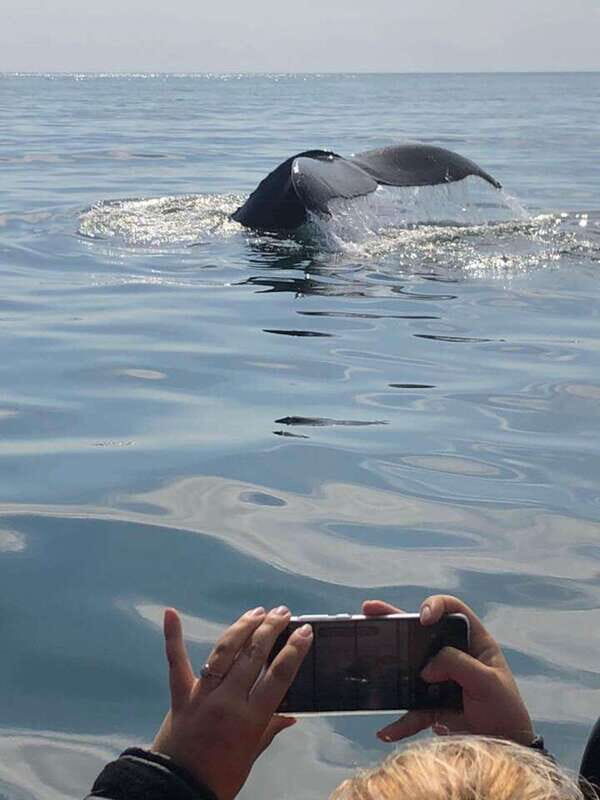 From Saint John: Saint Andrews Whale Watching Tour - The Wildlife and Scenery You’ll See