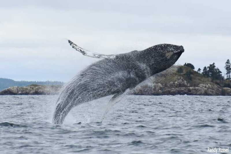From Saint John: Saint Andrews Whale Watching Tour - Who Will Love This Tour?