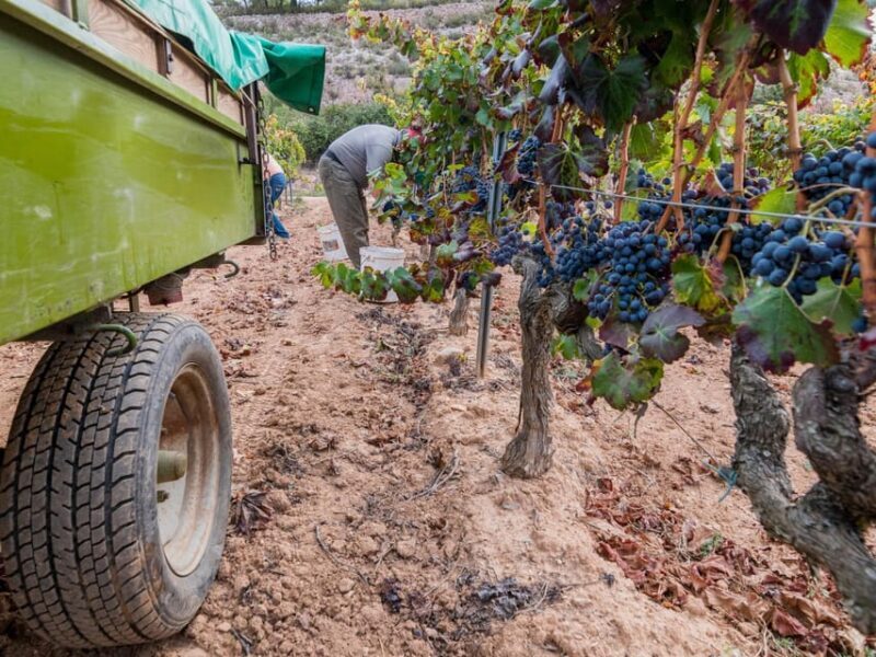From Salou: Priorat olive trees and wine tour - A Deep Dive into the Priorat Olive and Wine Tour