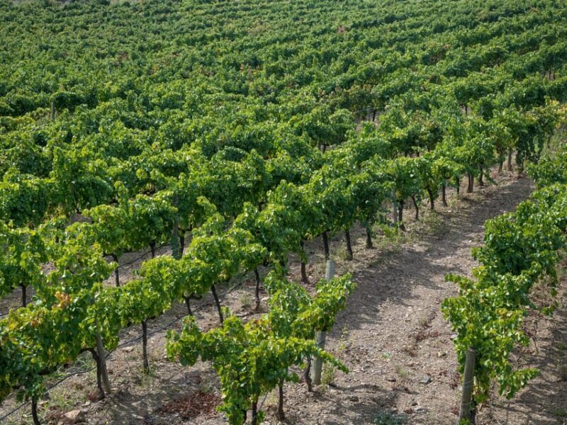 From Salou: Priorat olive trees and wine tour - Who’s This Tour Best For?