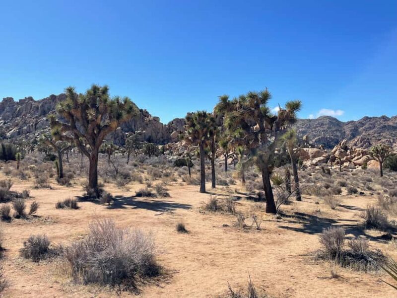 From San Diego: Joshua Tree National Park Private Tour - Frequently Asked Questions
