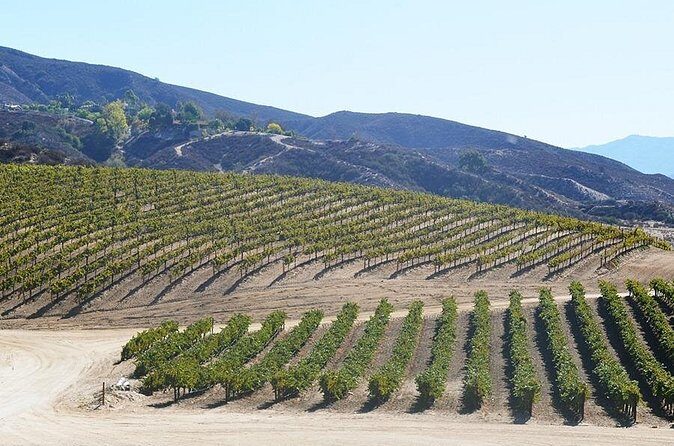 From San Diego Temecula Wine Country Tour - Who Will Enjoy This Tour?