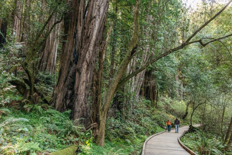 From San Francisco: Guided Muir Woods Tour - Final Thoughts