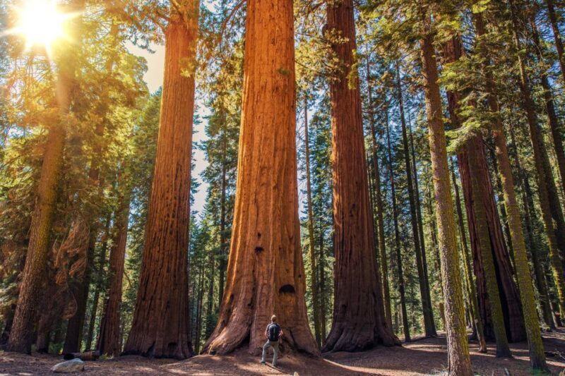 From San Francisco: Guided Muir Woods Tour - Insights from Reviews
