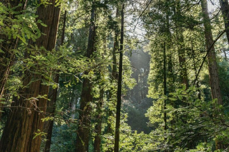 From San Francisco: Guided Muir Woods Tour - The Practicalities: Transportation, Timing, and Flexibility