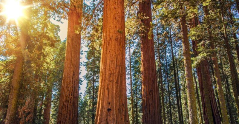 From San Francisco: Guided Tour to Muir Woods - What to Expect from This Muir Woods Tour