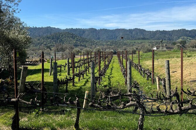 From San Francisco: Half-Day Wine Aficionado Tour with Tastings - Price and Value