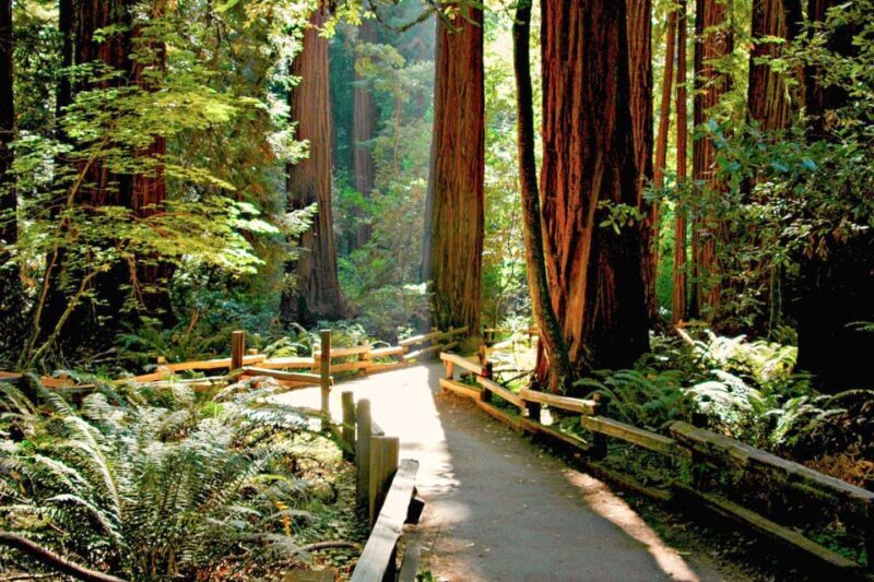 From San Francisco: Muir Woods and Sausalito Half-Day Trip - Who Would Enjoy This Tour?