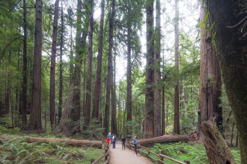 From San Francisco: Muir Woods, Sausalito and Alcatraz Tour - An In-Depth Look at the Tour Experience