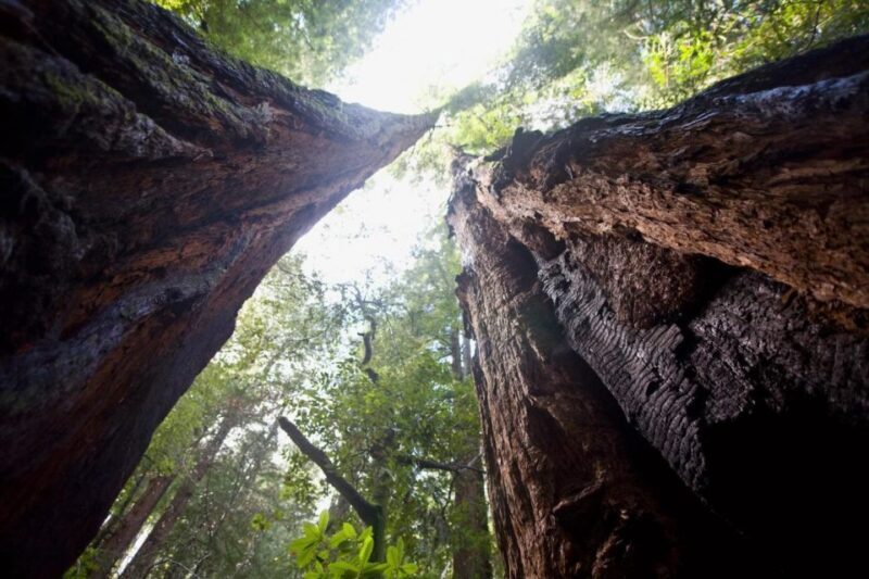 From San Francisco: Muir Woods, Sausalito and Alcatraz Tour - Final Thoughts
