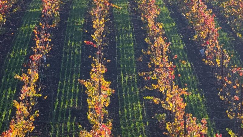 From San Francisco: Napa and Sonoma Private Wine Tour - Key Points