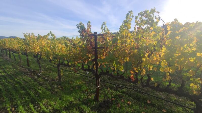 From San Francisco: Napa and Sonoma Private Wine Tour - An In-Depth Look at the Napa and Sonoma Private Wine Tour