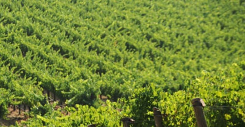 From San Francisco: Santa Rosa Wine Tasting Tour - An Authentic Taste of Sonoma County’s Wine Scene