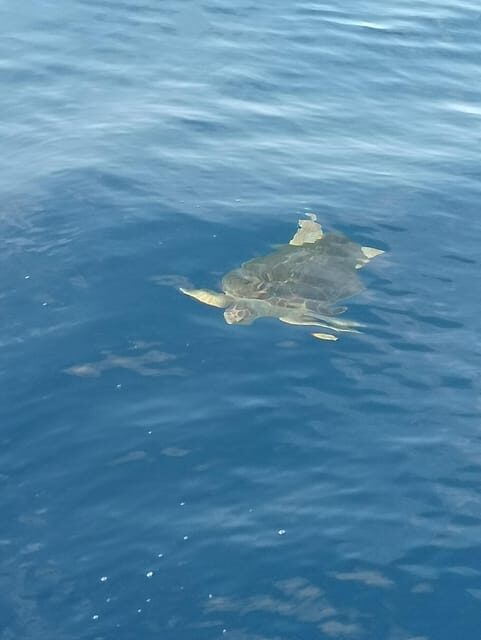 From San Juan beach : Marine Life Cruise - The Sum Up