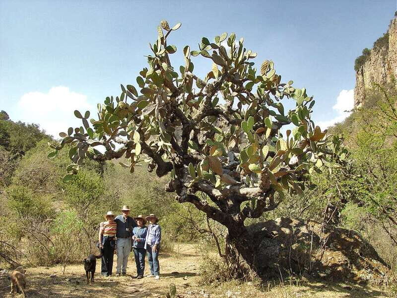 From San Miguel de Allende: Hiking in the Canyon with Lunch - The Experience in Detail