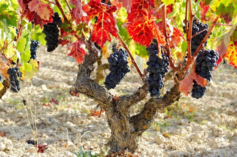 From San Sebastian/Bilbao/Vitoria: La Rioja Wineries Tour - Who Will Love This Tour?