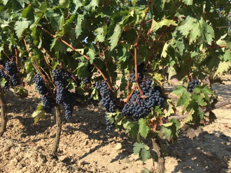 From San Sebastian/Bilbao/Vitoria: Rioja Wine Tour w/ Lunch - Who Will Love This Tour?