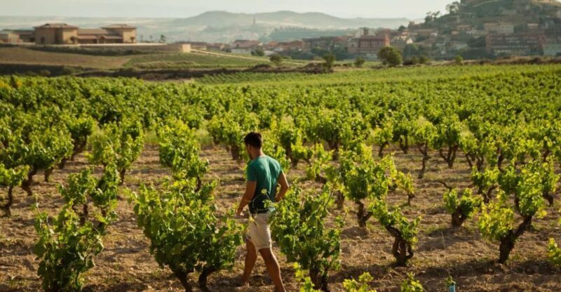 From San Sebastián: La Rioja Wine Region Day Tour - An In-Depth Look at the La Rioja Day Tour