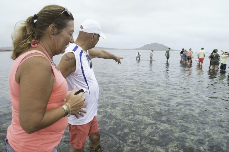 From Santa Maria: Guided Lemon Shark Watching - What to Expect from the Tour