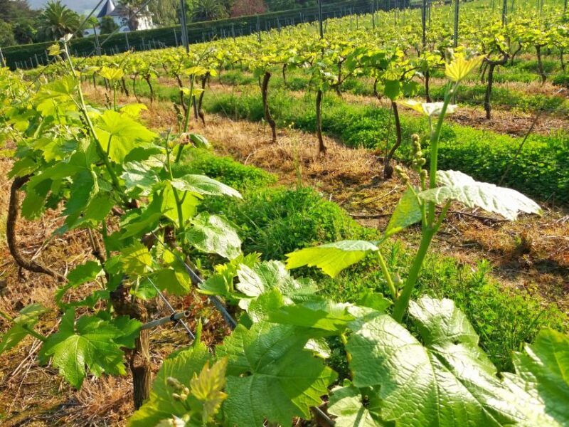 From Santander: Gastronomic Tour - Who Should Consider This Tour?