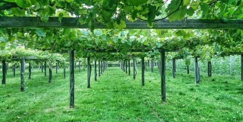 From Santiago: Rías Baixas Galicia Seafood & Wine Day Tour - FAQ