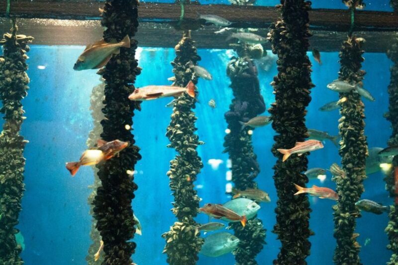 From Santiago: Tour to Rias Baixas with Boat Trip and Winery - Discovering Galicia: A Complete Review of the Rias Baixas Day Tour