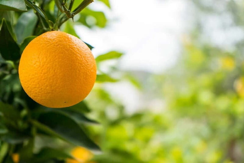 From Sarandë: Day trip to Konispol - The Sum Up