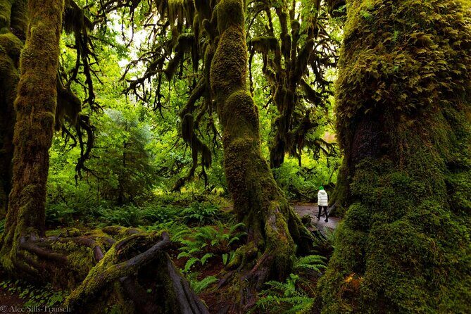 From Seattle Hoh rain forest and Olympic National Park Highlight - Practical Considerations