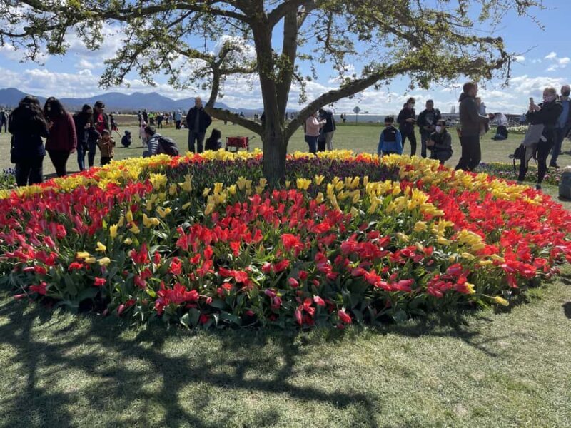 From Seattle: Tour of Skagit Valley Tulip Festival - A Detailed Look at the Tour Experience