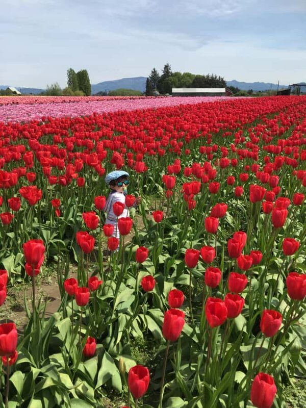 From Seattle: Tour of Skagit Valley Tulip Festival - Practicalities and Considerations