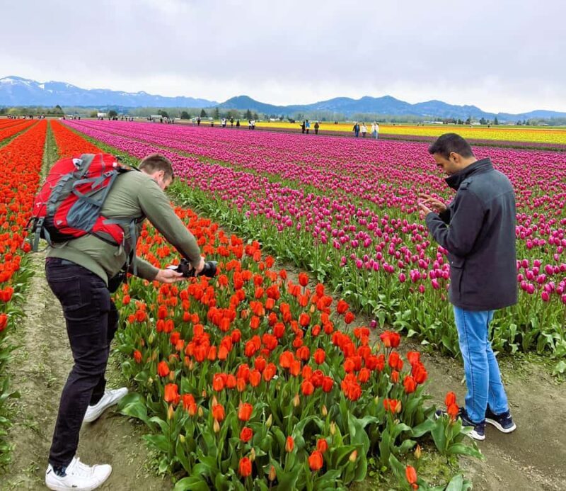 From Seattle: Tour of Skagit Valley Tulip Festival - The Sum Up