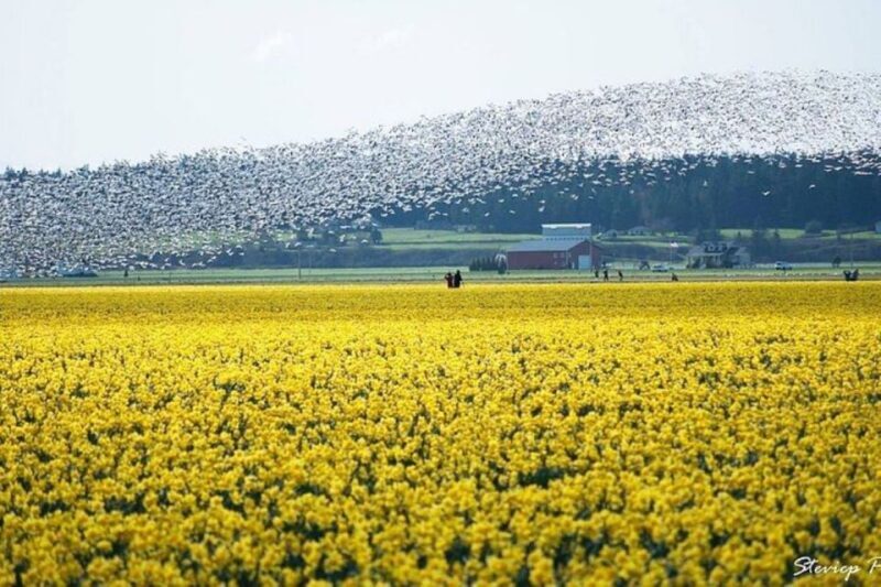 From Seattle:Tulip Festival at Skagit Valley and La Conner - Analyzing Value and Suitability