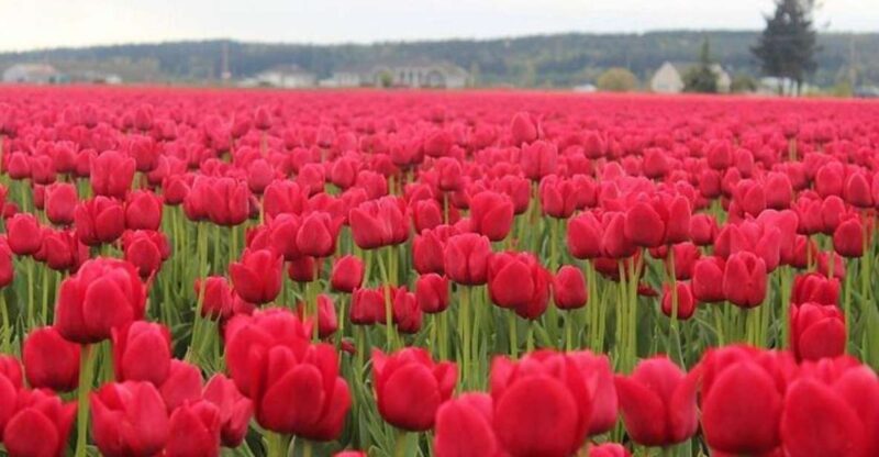 From Seattle:Tulip Festival at Skagit Valley and La Conner - FAQ