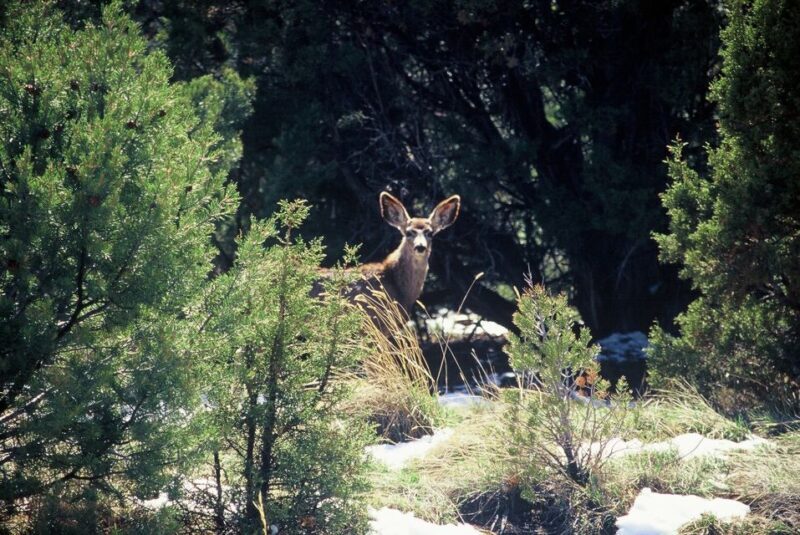 From Sedona: Red Rock West Private Jeep Tour - Final Thoughts