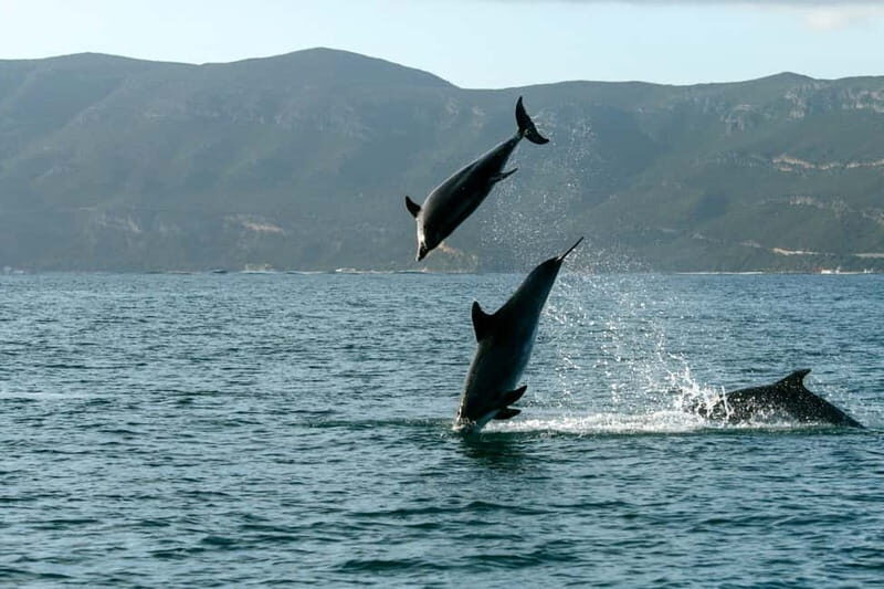 From Sesimbra: Arrábida Dolphin Watching Boat Tour - An In-Depth Look at the Tour Experience