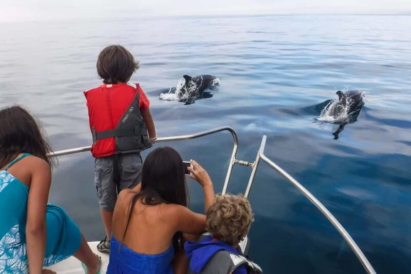 From Sesimbra: Arrábida Dolphin Watching Boat Tour - The Sum Up