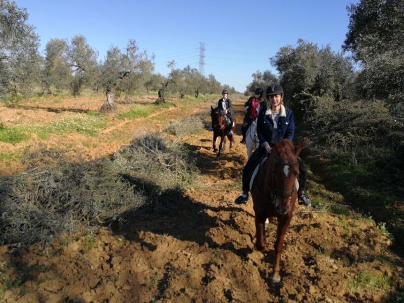 From Seville: Andalusian Horseback Ride - An In-Depth Look at the Andalusian Horseback Ride