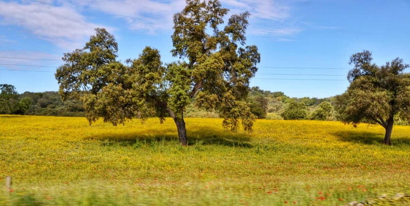 From Seville: Cerro del Hierro Private Hike with Picnic - Key Points