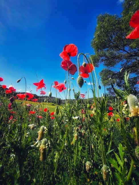 From Seville: Cerro del Hierro Private Hike with Picnic - Exploring Cerro del Hierro: An Unusual Landscape