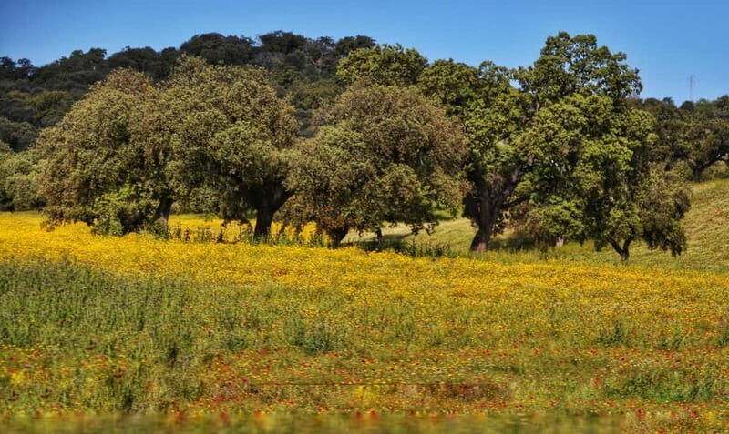 From Seville: Cerro del Hierro Private Hike with Picnic - The Birth of a River: Nature’s Finishing Touch