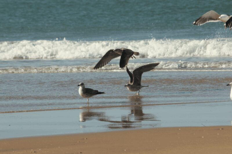 From Seville: Doñana, El Rocio, and Matalascañas Beach Tour - Key Points